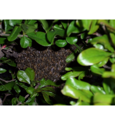 Thymian Honig aus den Bergen Kretas.