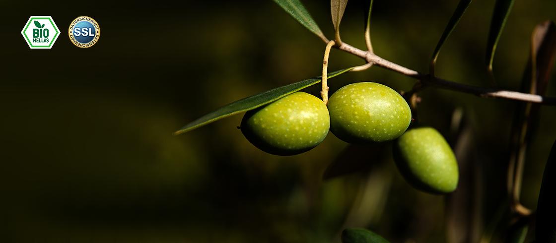 Feinste Oliven aus Bio Plantagen